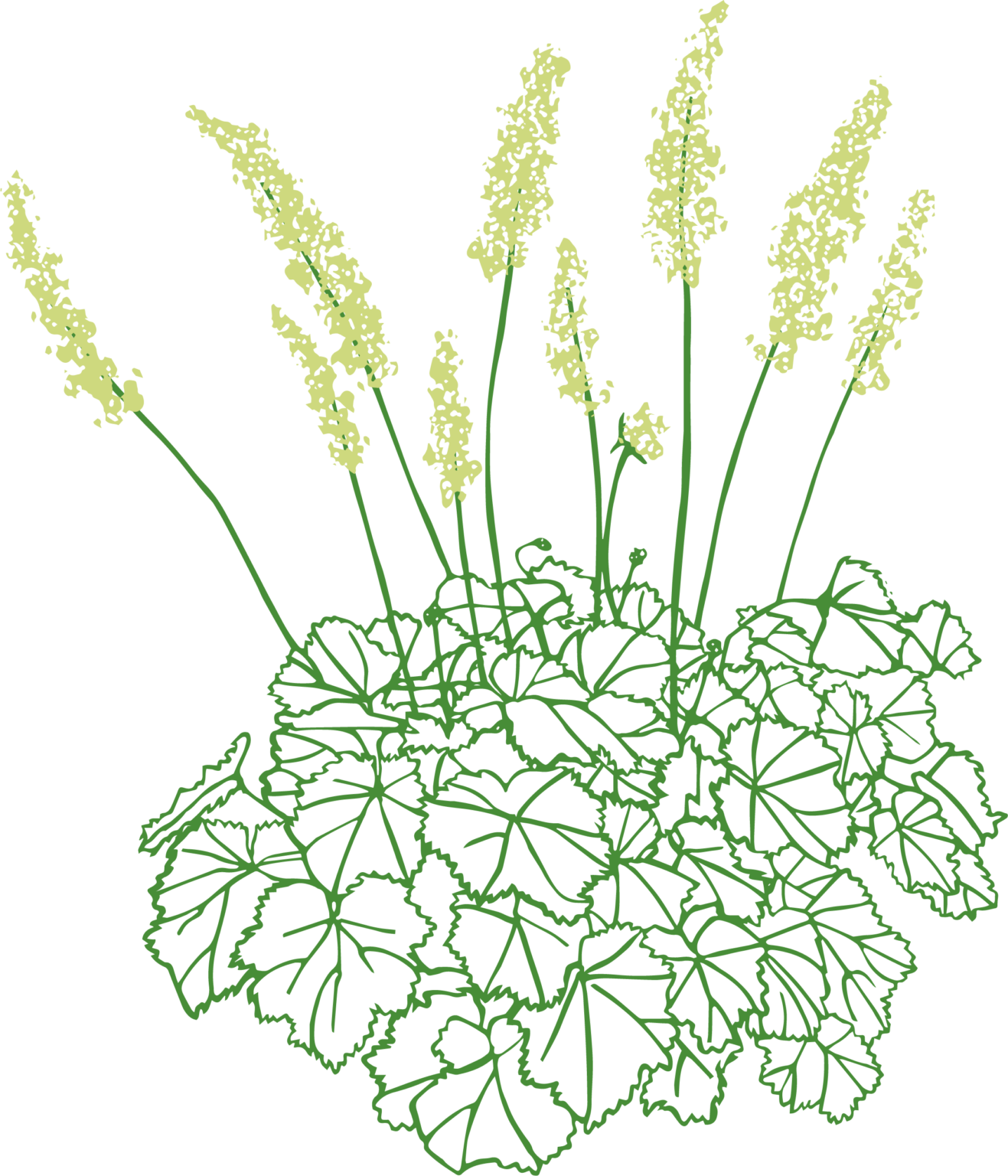 Heuchera ‘Autumn Bride’ | Field Outdoor Spaces