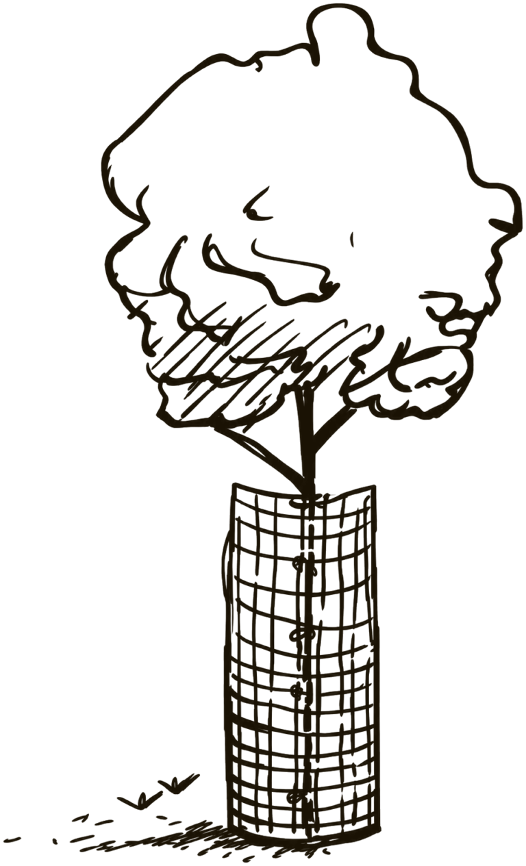 Hand-drawn illustration from the Field Manual of a young tree with chicken wire caging wrapped around its trunk